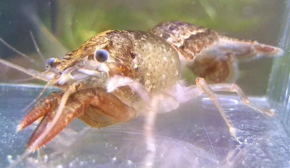 2ページ目の ホームスクール釣り と水生生物の飼育からの料理 ゆうのお料理日記 農業もやるよ ギフテッドの教育法も 楽天ブログ