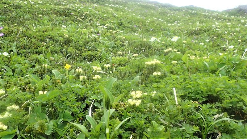 7月の山・・・大雪山系 富良野岳から三峰山・上ふらの岳 周回縦走 | 山歩きは好歩（スキップ）して四季折々・・・登山日和のFOOTMARK