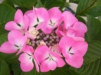 ７月１日の誕生花 アジサイ ピンク の花言葉 元気な女性 梅雨の曇り空に映えて咲くピンク色のアジサイ 紫陽花 の 強い愛情 弥生おばさんのガーデニングノート 花と緑の365日 楽天ブログ