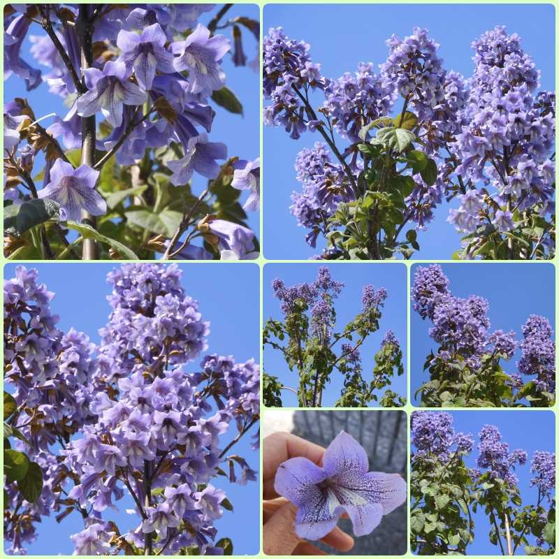 珍しい桐の花 藤の花 おもいついた時に 楽天ブログ
