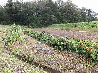 DSCF8663.jpg