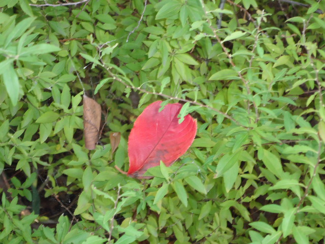 紅葉一葉
