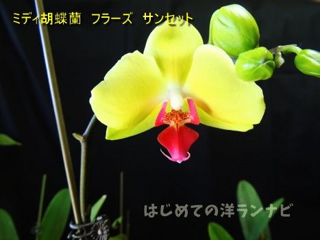 6か月花が絶えないミディ胡蝶蘭フラーズサンセットの記録 はじめての洋ランナビ 楽天ブログ