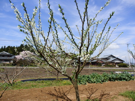 プルーン の記事一覧 素人果樹栽培と特選園芸グッズ 楽天ブログ