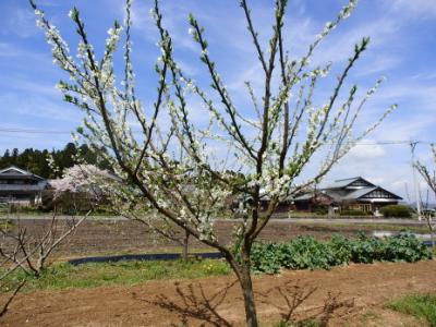 プルーンの蕾がたくさん付いたのだけれど 素人果樹栽培と特選園芸グッズ 楽天ブログ