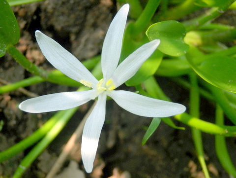 アメリカコナギの花