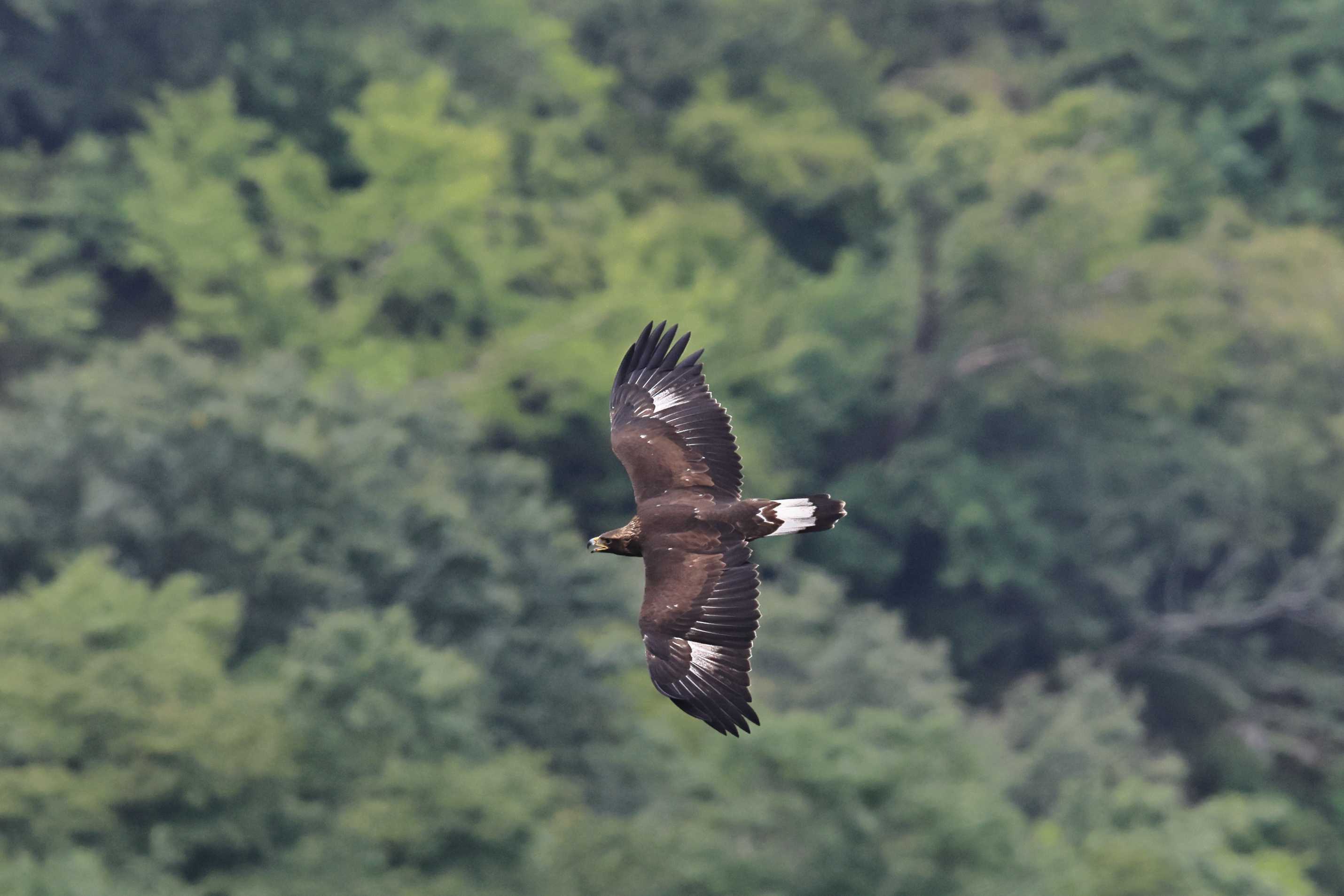 イヌワシ ＜地獄＞ | 野鳥ブログ イノセントBIRDER - 楽天ブログ