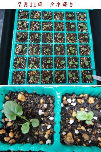７月１１日播種のビオラ
