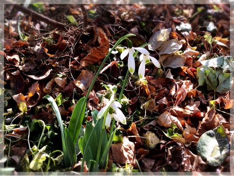 スノードロップ