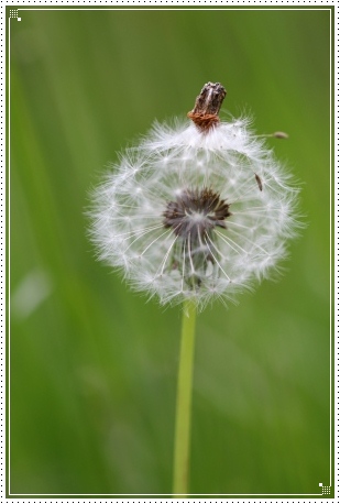 犀川河川敷-10 タンポポ-3 13.5.4