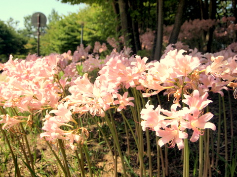 花壇・ナツズイセン