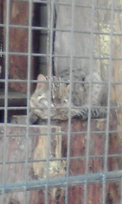 井の頭自然文化園\井の頭文化園やまねこ
