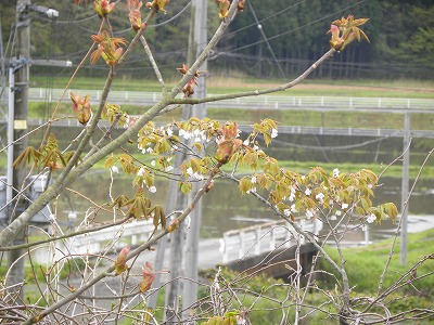 DSCN8514.jpg