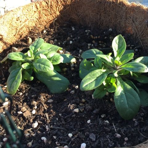 ペチュニア 花いっぱい咲かせたい 楽天ブログ