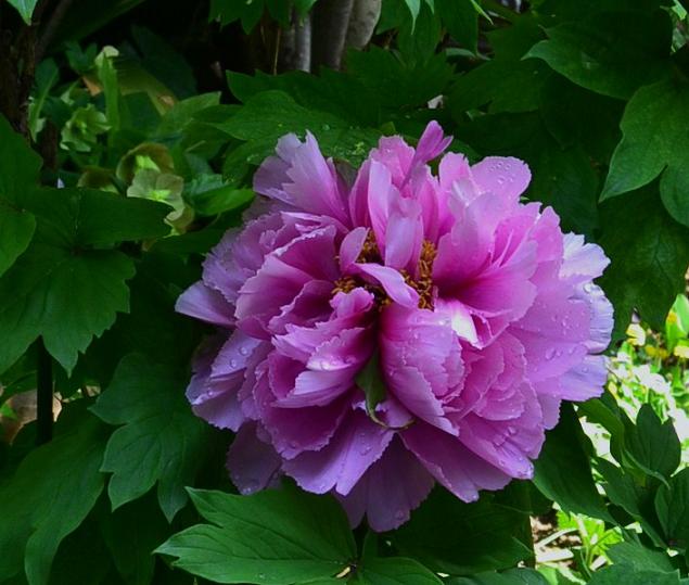 DSC_0091.JPG