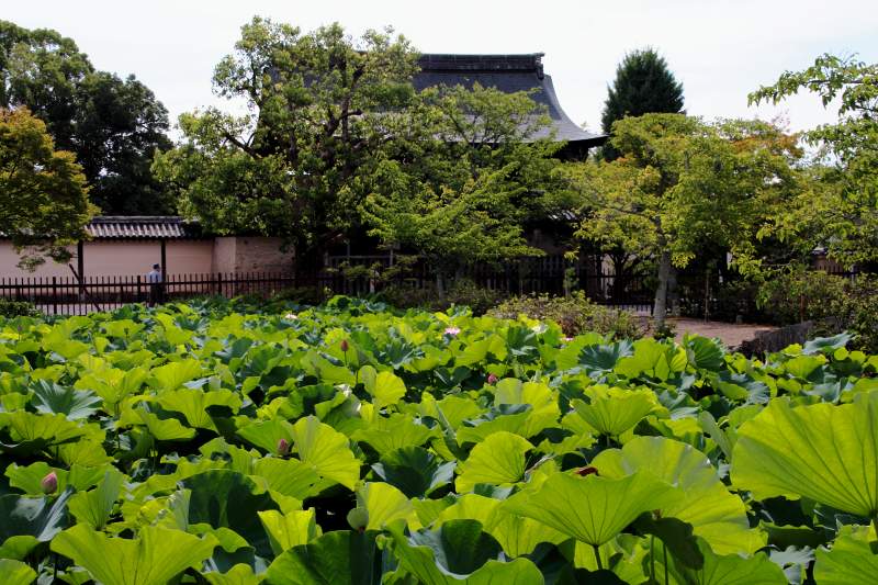 天龍寺蓮池_03.jpg