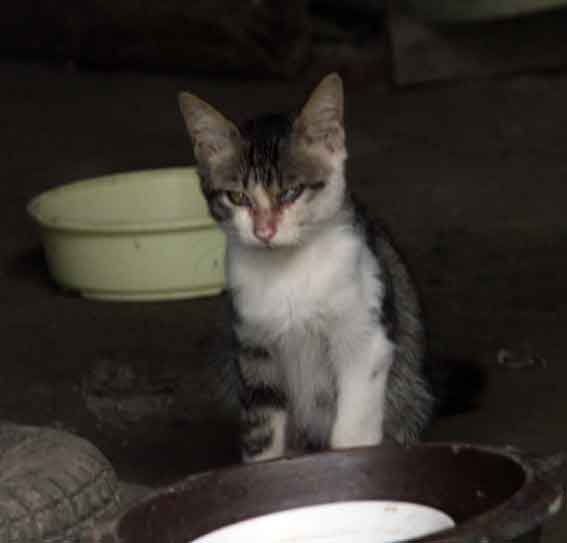 我が家のニャンコ♪2013/9/8-2