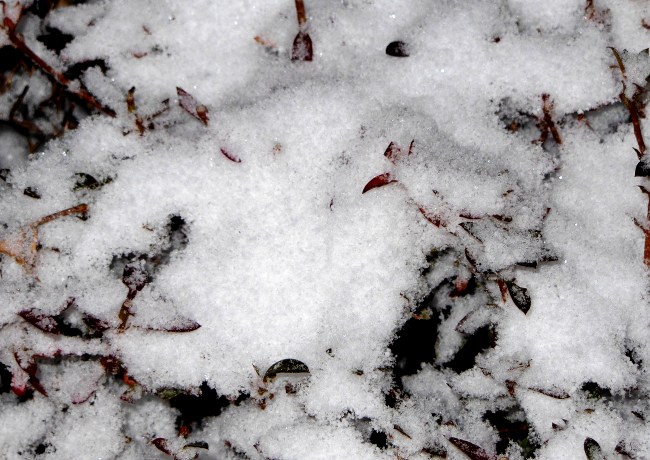 雪 2.jpg