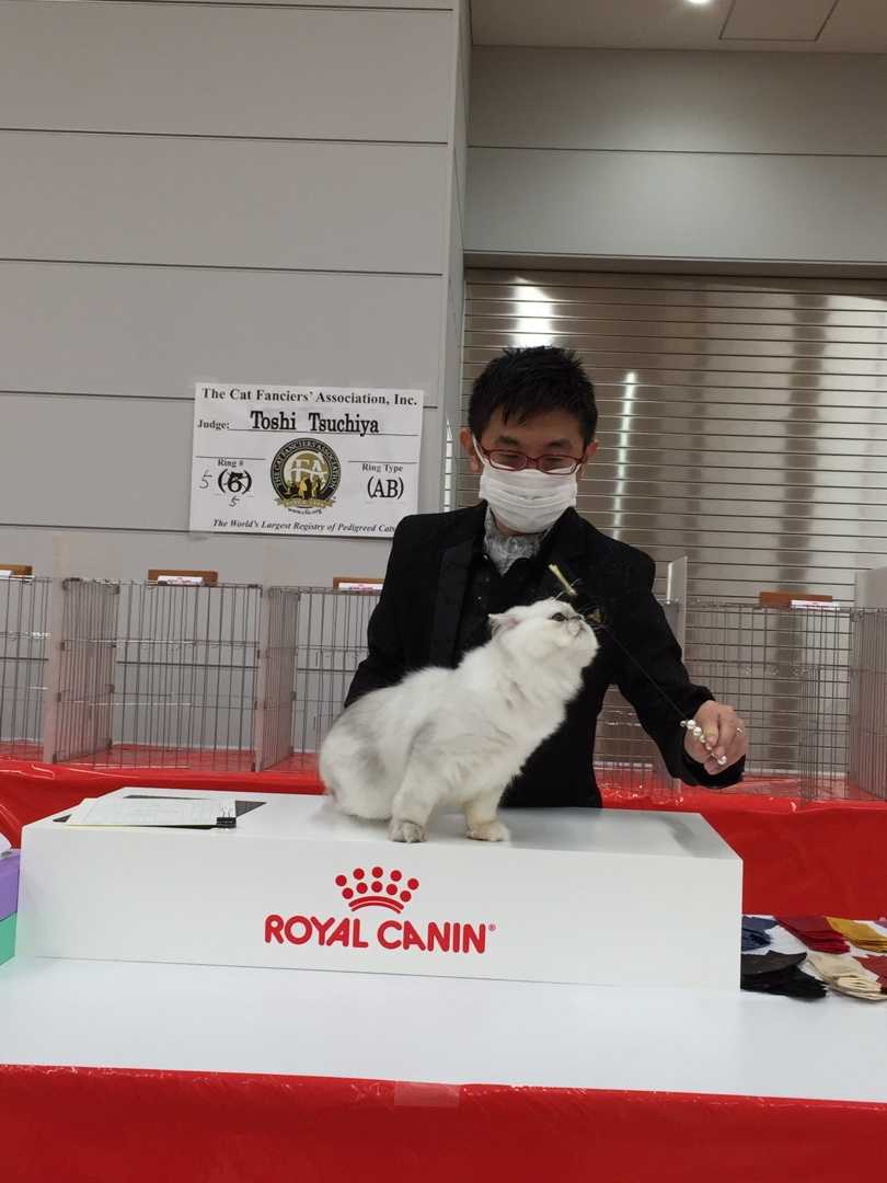 CFA JAPAN REGIONAL CAT SHOW Cattery PETITANGEのブログ 楽天ブログ
