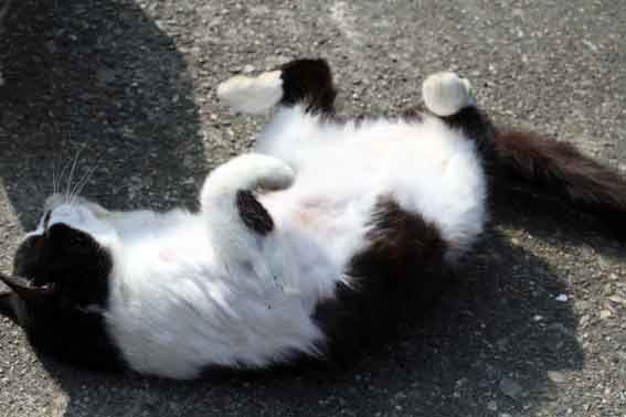 我が家のニャンコ♪2014/02/18-3