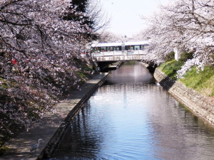 鷺とセントラム　4.7　2014