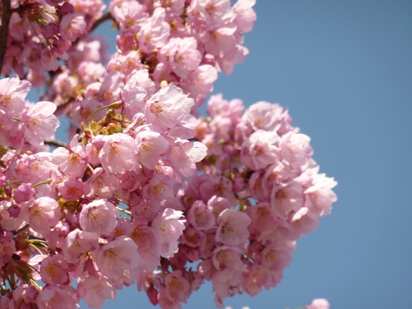 石鎚山ＳＡの桜.JPG