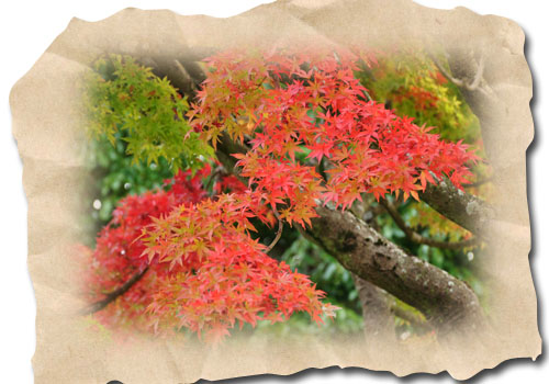 紅葉２