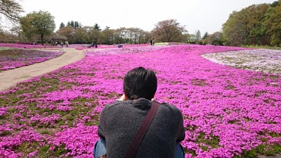 芝桜、茂林寺前、トレジャーリンク