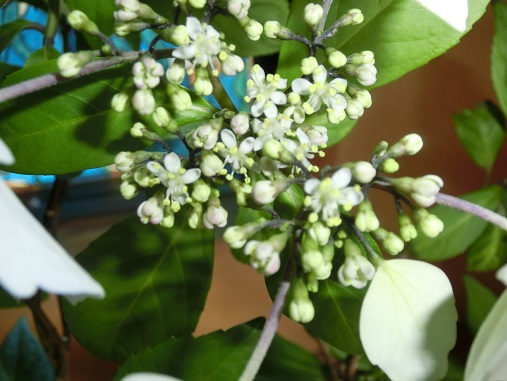 冬咲き紫陽花