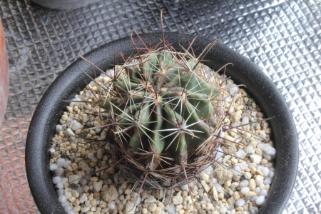 テロカクタス？