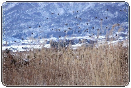 邑知潟-16 スズメ-3 13.1.5