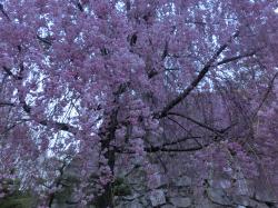 満開の枝垂れ桜