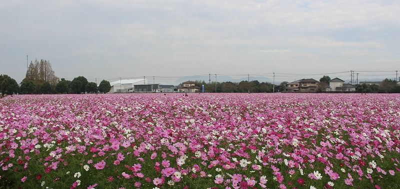 2ページ目の 観光めぐり 笑う門には健康来るヽ O 丿 楽天ブログ