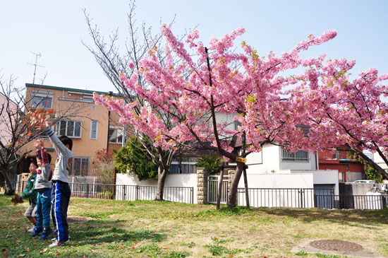桜2