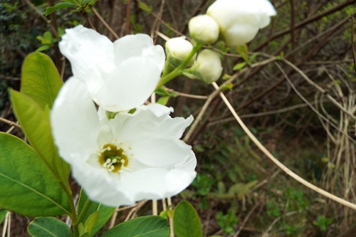 花の名不明の白い花