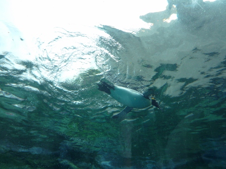 P1020804 (450x338).jpg