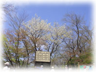 高尾山３.jpg