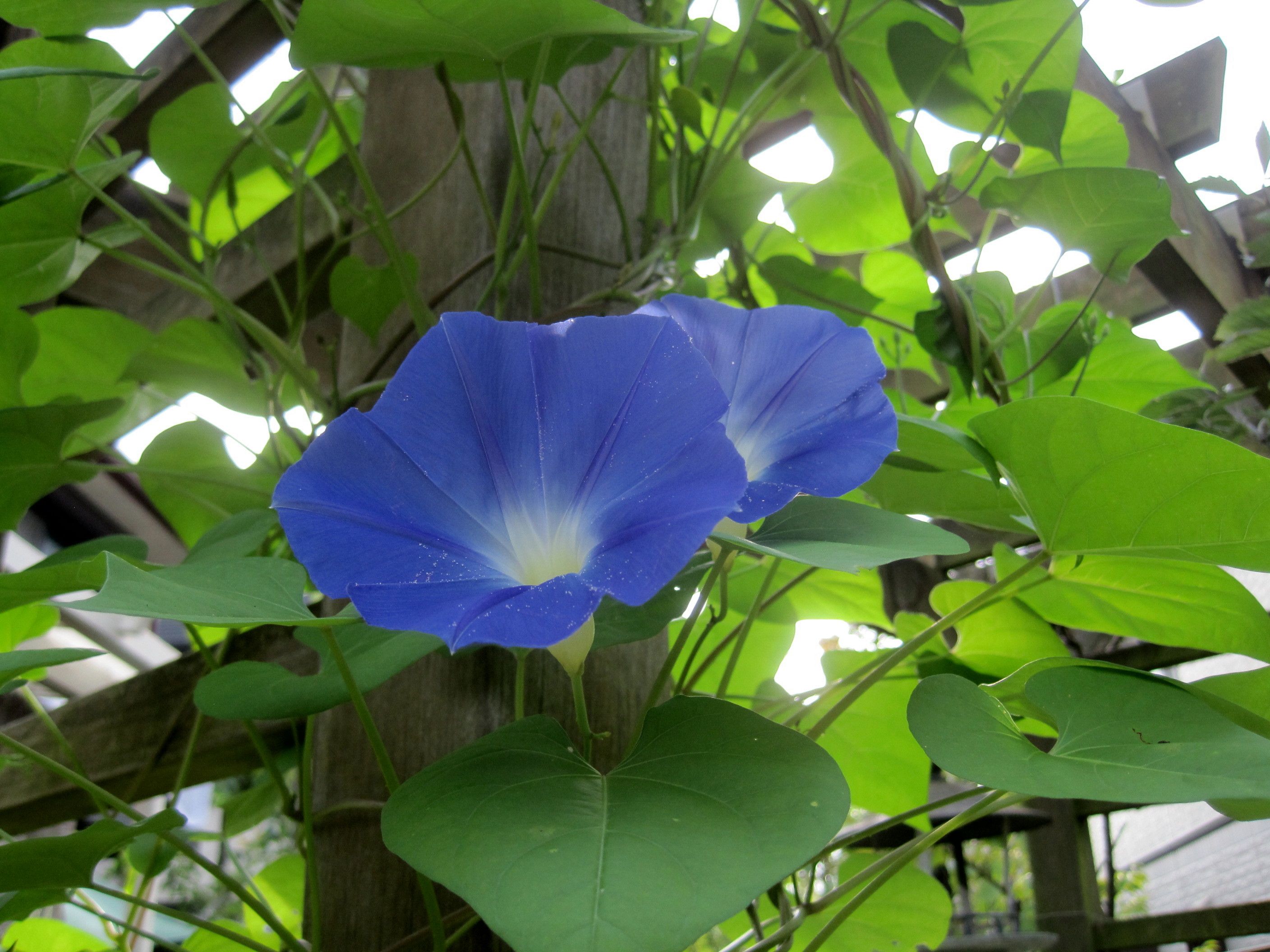 朝顔 ヘブンリーブルーの花がどんどん開花 たねをまく日々 楽天ブログ