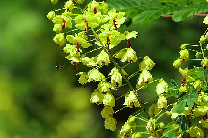 蛇結茨 畦夢の写真俳句 楽天ブログ