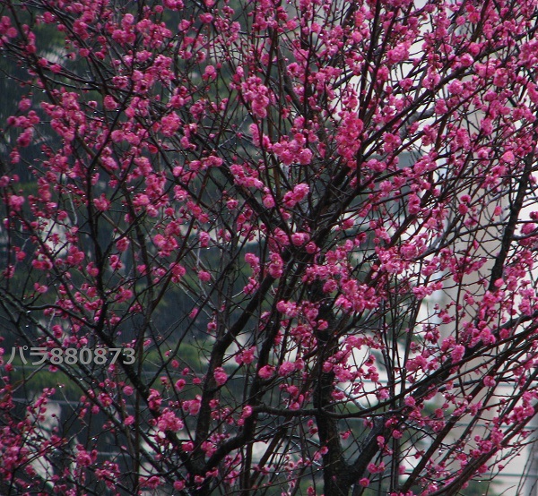 IMG_0725 - コピー - コピー.JPG