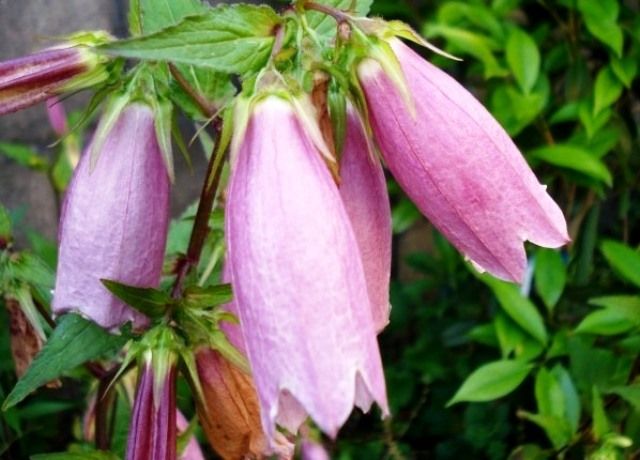 ホタルブクロの花 花と蕎麦とリハビリと 楽天ブログ