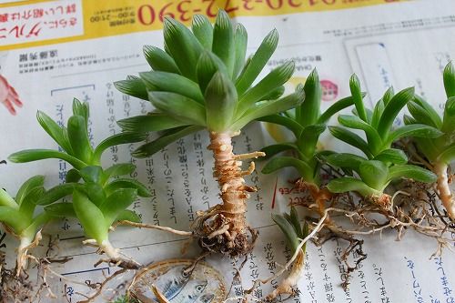 株分けに挑戦 多肉植物のハオルチア おとっつぁん いろいろやっちょります 楽天ブログ