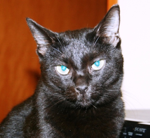 20090101け_ナナ.jpg