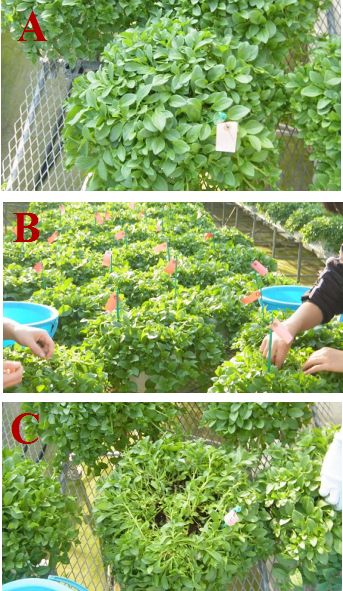 葉かきの方法(千葉大学環境健康フィールド科学センター花卉・苗生産部」さんのブログから)