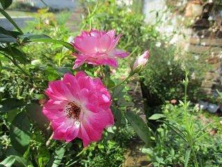 IMG_2260ss.jpg