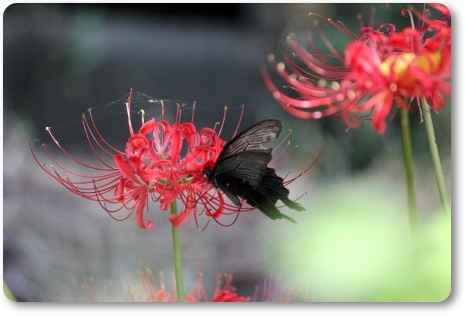 動橋川-10 ヒガンバナとクロアゲハ-2 13.9.24