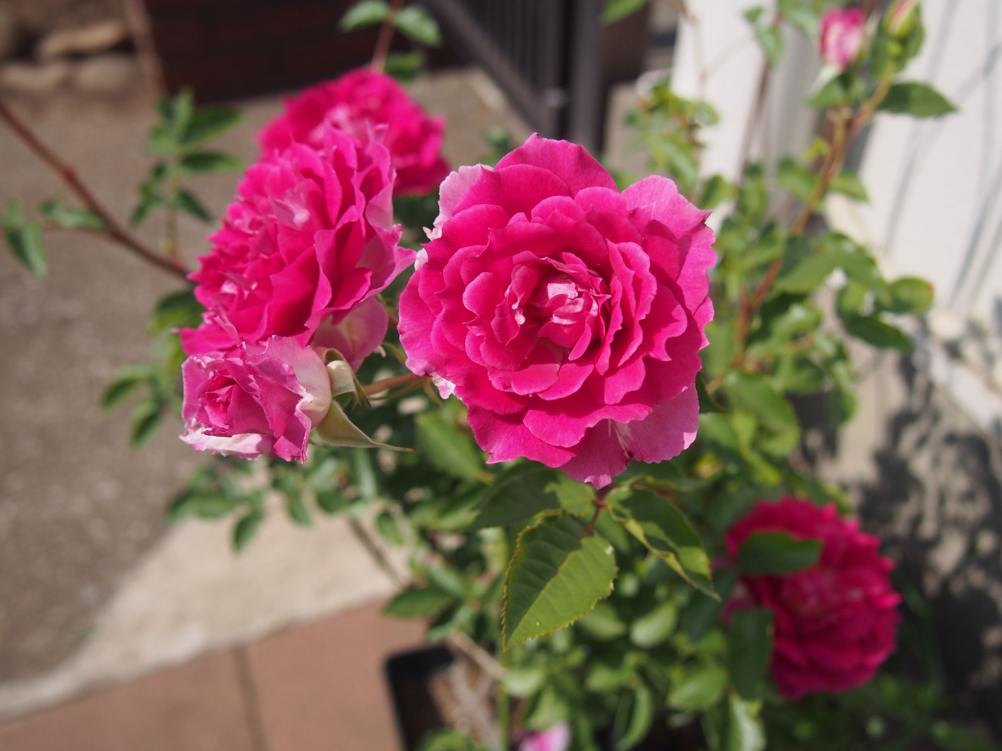 香りのバラ オーブ Quatre Saisons ベランダとお庭の四季 楽天ブログ