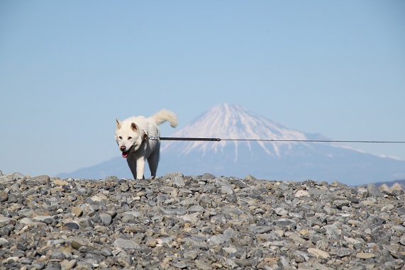 富士山バック.JPG