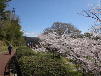 桜10.jpg