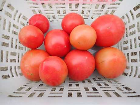 ハヤトウリ花 葉山農園 9月下旬 暇人主婦の家庭菜園 楽天ブログ